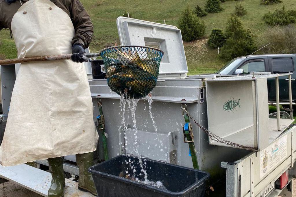 01_Besatz_Fisch_11.2023