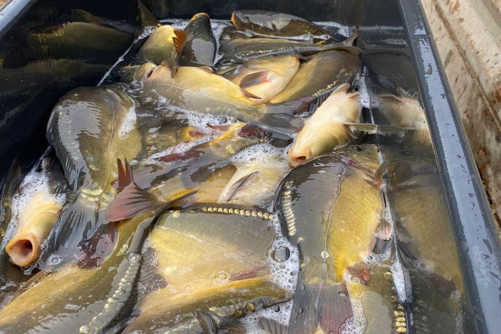 04_Besatz_Fisch_11.2023