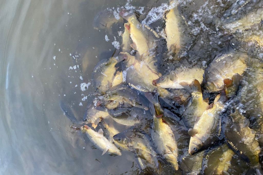 05_Besatz_Fisch_11.2023