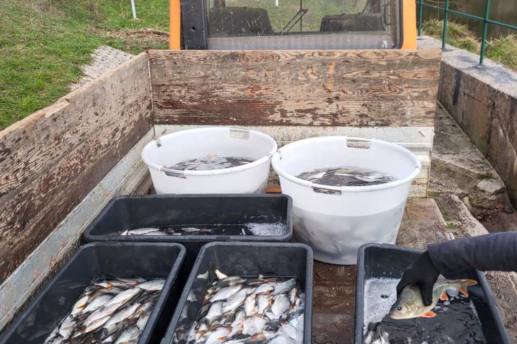 07_Besatz_Fisch_11.2023