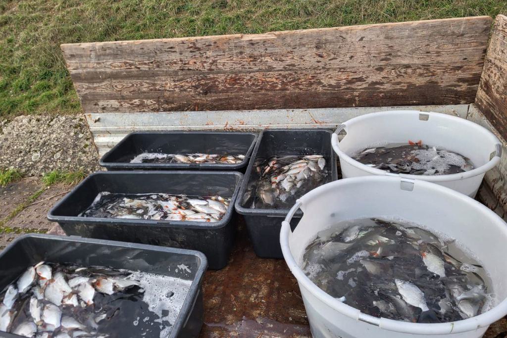 08_Besatz_Fisch_11.2023