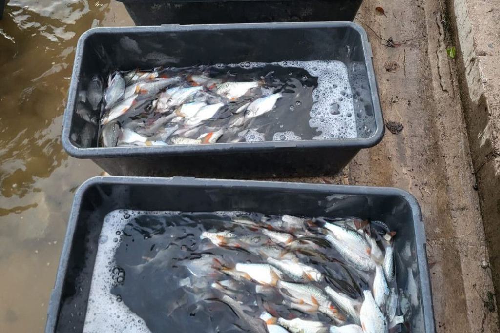 09_Besatz_Fisch_11.2023